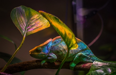 Chameleon reptile lizard iguania Photo