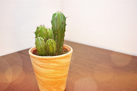 Foto Vaso de flores planta casa cacto
 flor