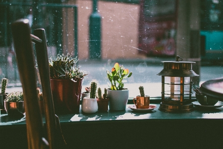 Green table houseplant window Photo