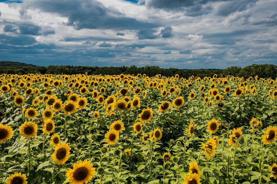 Girasol campo flor cielo