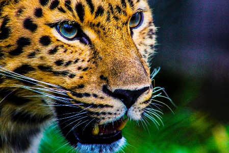 Foto Animais selvagens vertebrado
 bigodes
 animal terrestre
