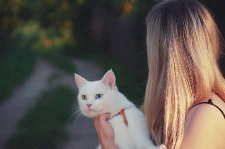 Katze weiss felidae
 kleine bis mittelgroße katzen
 Foto