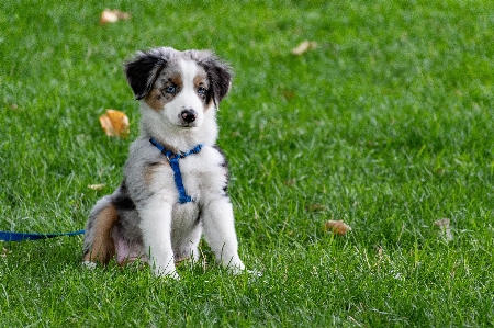 Foto Anjing mamalia bertulang belakang
 ras anjing
