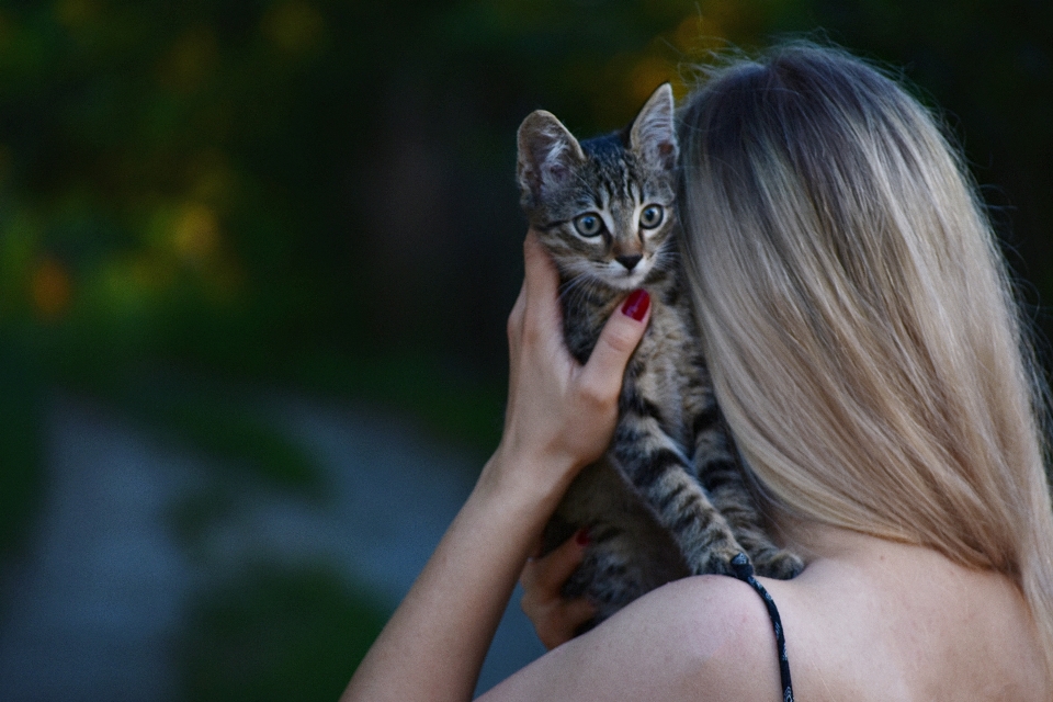 猫 髪 ネコ科
 自然