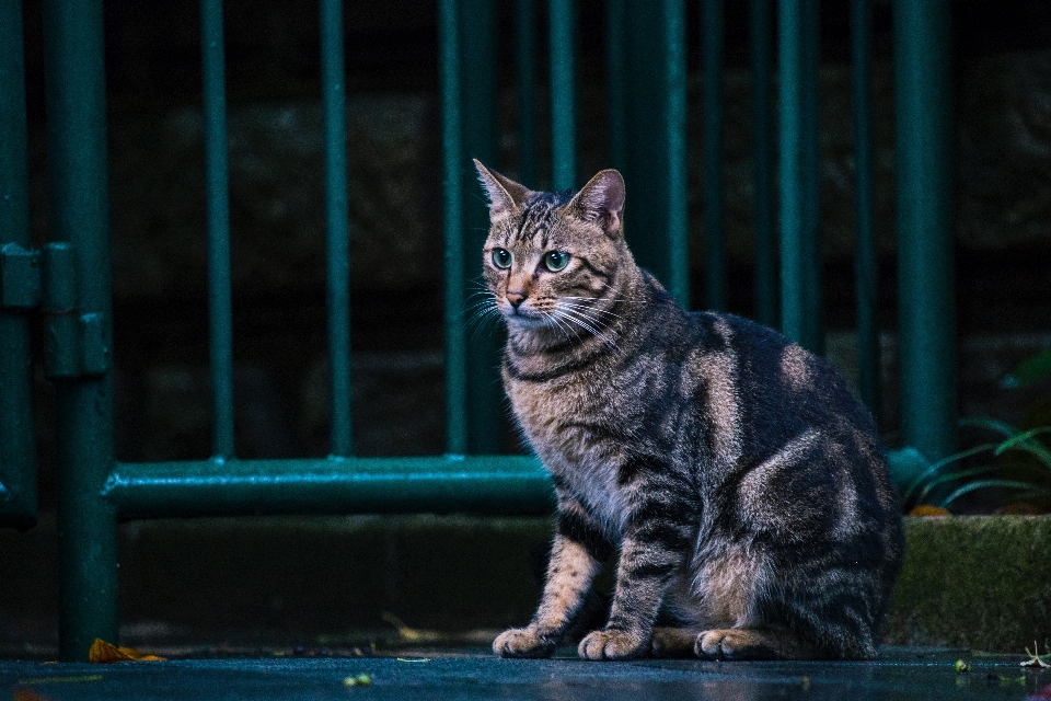 Gatto mammifero vertebrato
 gatti di piccola e media taglia
