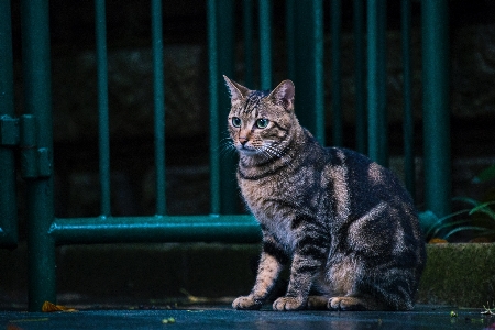 Cat mammal vertebrate small to medium sized cats Photo