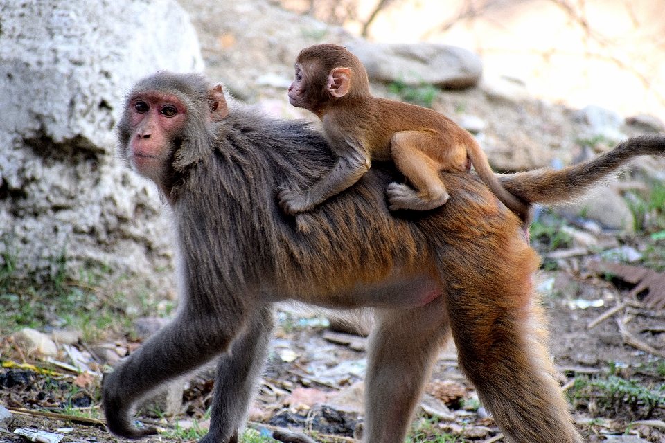 哺乳類 脊椎動物
 霊長類 サル
