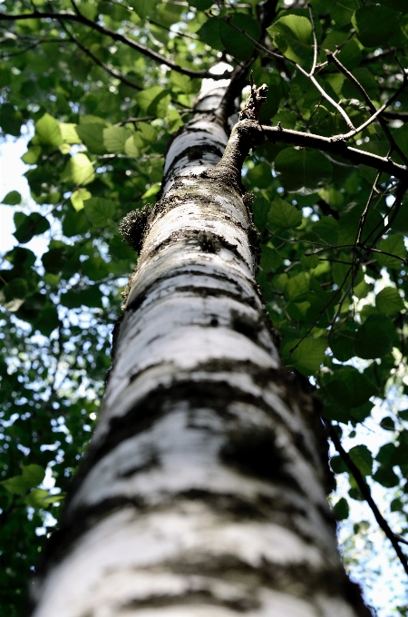 Albero betulla da canoa
 noce americano dalla corteccia di conchiglia
 dolce betulla
