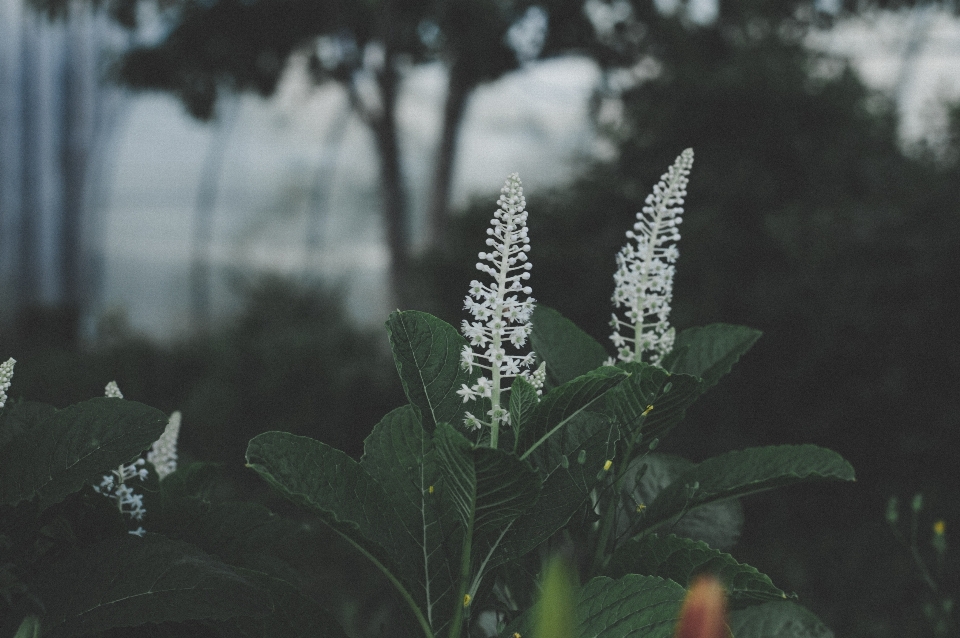 White flower green vegetation