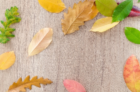 Blatt gelb baum anlage Foto