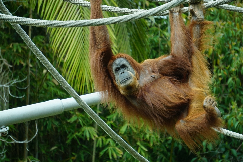 Vertebrate mammal orangutan primate