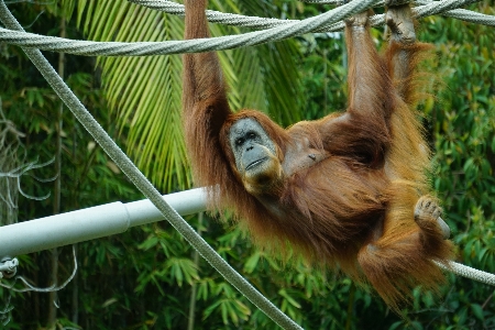 Photo Vertébré
 mammifère orang-outan primate