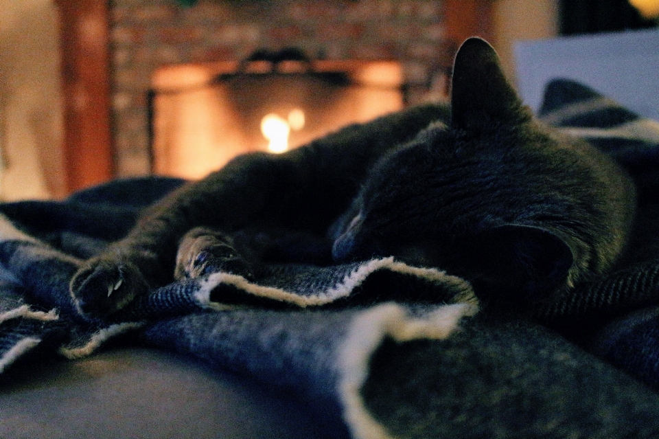 Gato preto felídeos
 gatos de pequeno a médio porte
