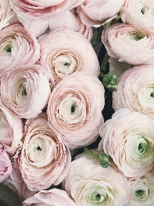 Foto Flor botão de ouro persa
 rosa rosas jardim
