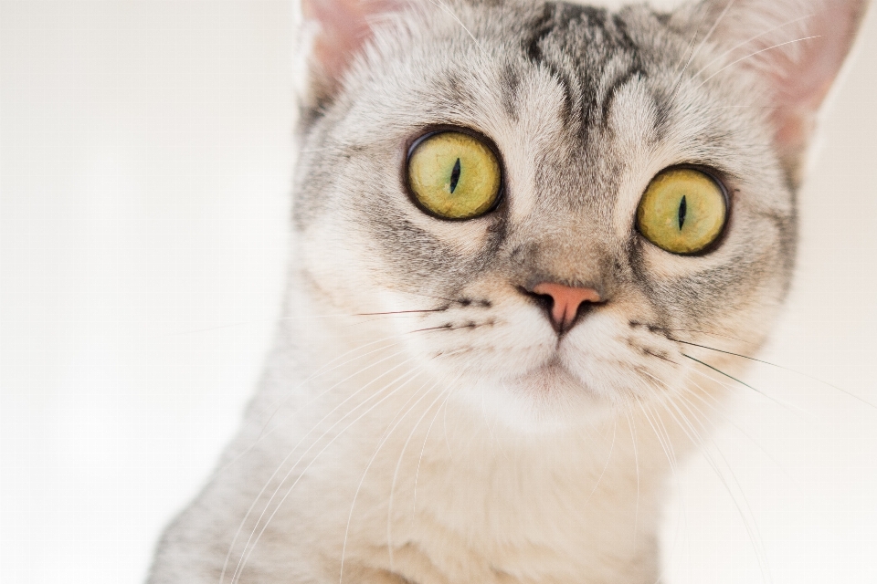 Gato gatos de pequeno a médio porte
 mamífero bigodes
