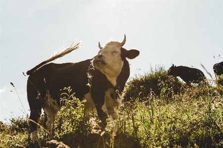 Photo Bovine
 pâturage
 faune prairie
