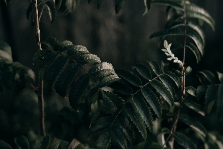 Foto Planta terrestre
 hoja vegetación