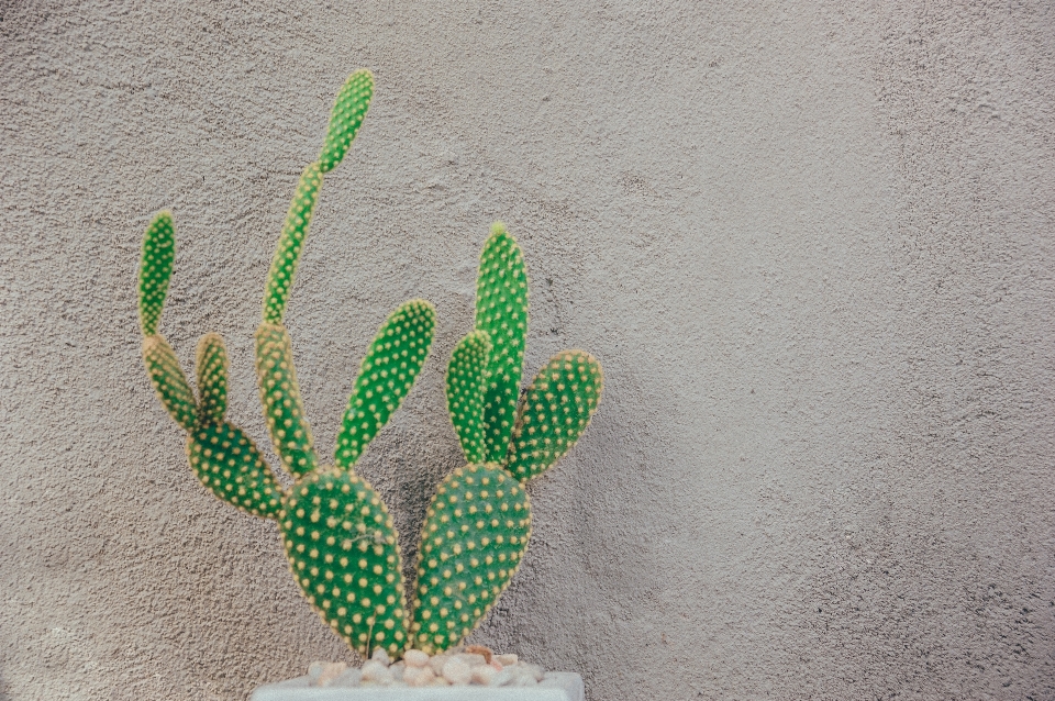 Cactus
 verde vaso di fiori pianta