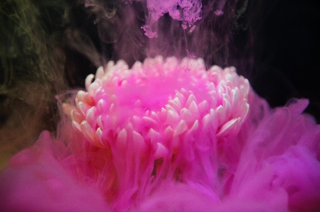 ピンク 花弁 花 植物 写真