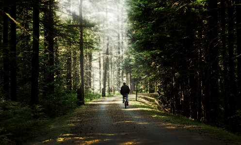 People in nature tree forest Photo