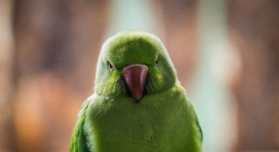 インコ
 鳥 脊椎動物
 緑 写真