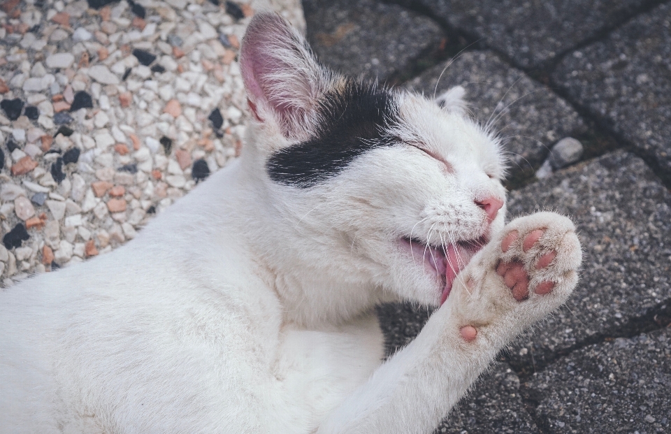 Katze kleine bis mittelgroße katzen
 felidae
 gesichtsausdruck
