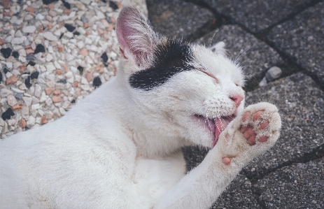 Cat small to medium sized cats felidae facial expression Photo