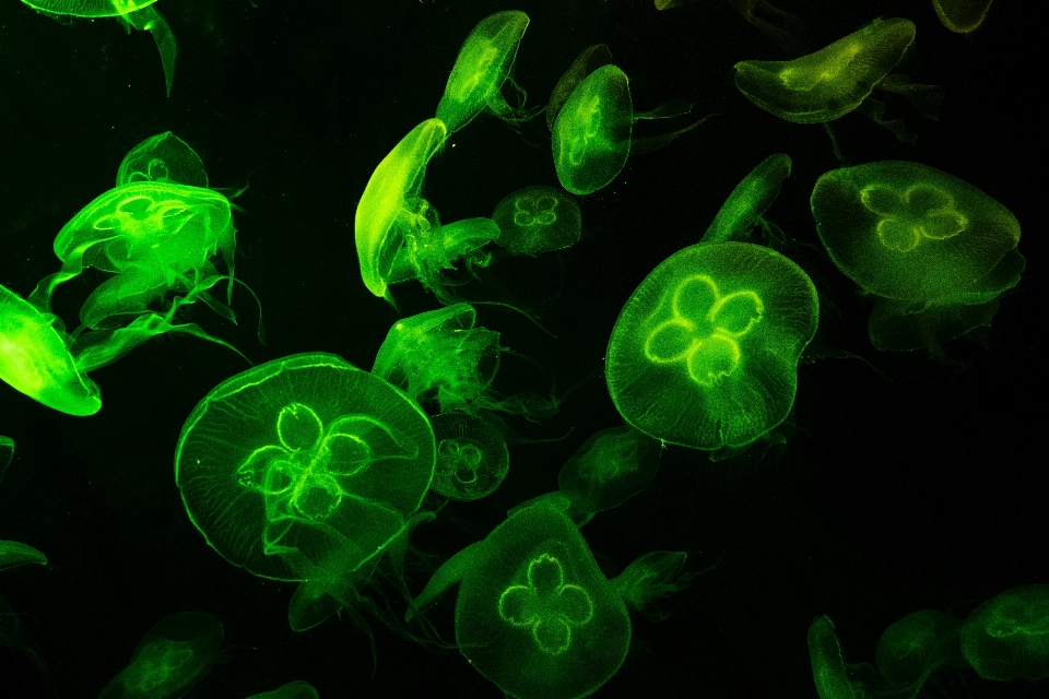 Vert méduse bioluminescence
 organisme