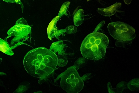 Green jellyfish bioluminescence organism Photo