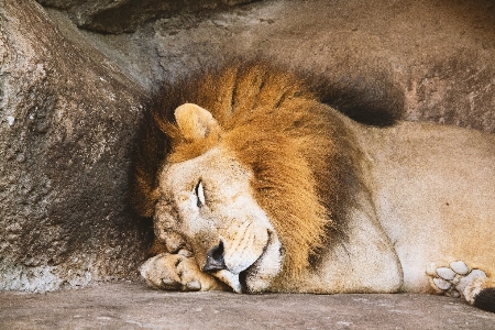 Foto Leone vertebrato
 mammifero felidi
