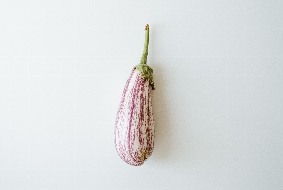 Usine rose fleur aubergine