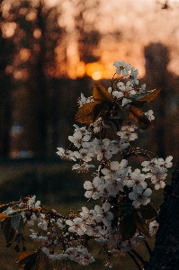 花 春 ブランチ 植物 写真