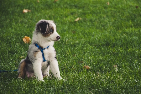 Foto Anjing mamalia bertulang belakang
 canidae
