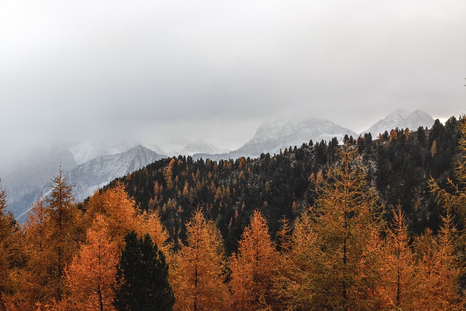 Mountainous landforms tree mountain sky