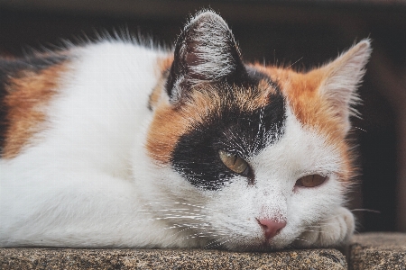 Cat whiskers small to medium sized cats mammal Photo