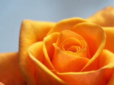 Garden roses orange rose yellow Photo