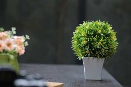 Green flowerpot flower plant Photo