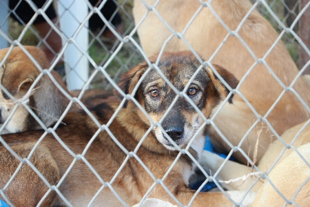 動物保護施設 哺乳類 イヌ科
 犬種
 写真