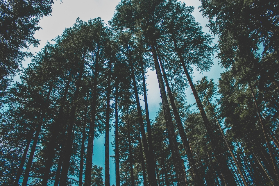 Tree forest nature natural environment