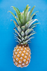 Pineapple ananas fruit plant Photo