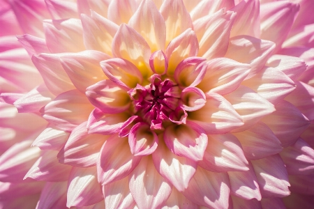 Pink flower petal plant Photo