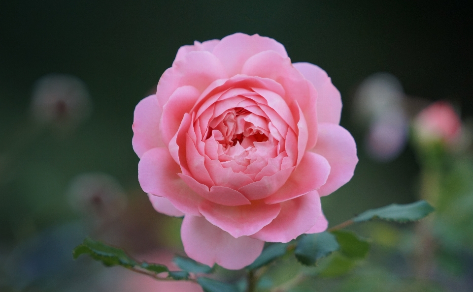 花 開花植物
 ジュリア・チャイルド・ローズ
 花弁