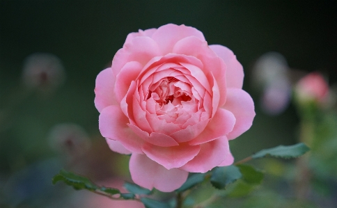 Flower flowering plant julia child rose petal Photo