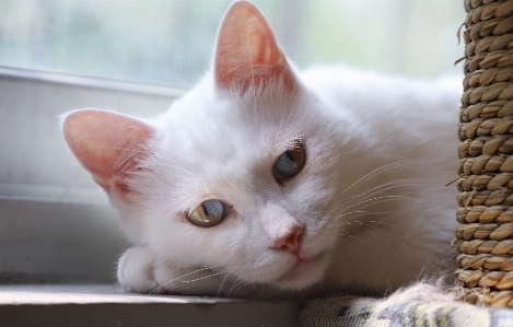 Foto Kucing mamalia bertulang belakang
 berukuran kecil hingga sedang
