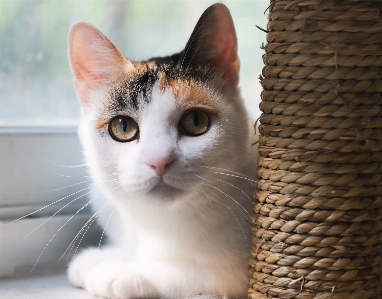 Foto Kucing mamalia bertulang belakang
 cambang
