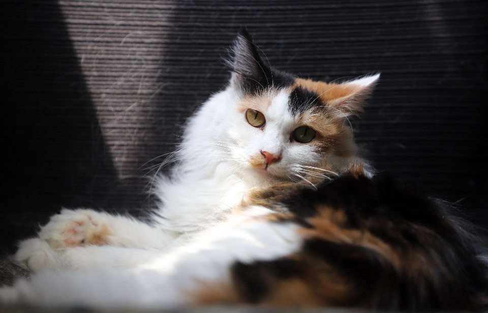 Gato mamífero vertebrado
 gatos pequeños a medianos
