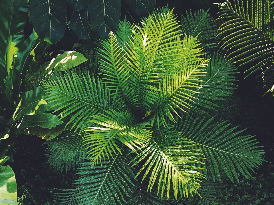 Vegetación planta terrestre
 árbol