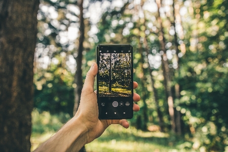 Ağaç yeşil sarı doğal çevre
 Fotoğraf