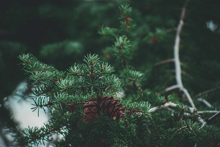 Columbian spruce balsam fir shortleaf black yellow Photo