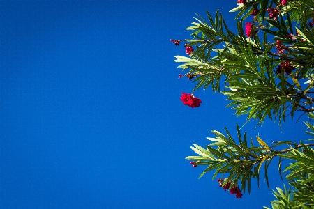 Foto Azul árbol cielo tiempo de día